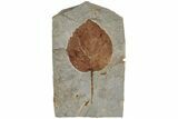 4" Fossil Leaf (Davidia) - Montana - #199629-1